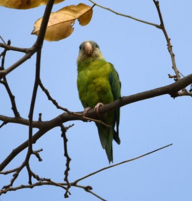 Gray-cheeked Parakeet