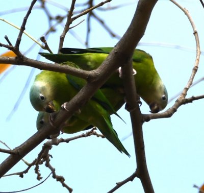 A cluster of Gray-cheeked Parakeets