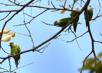 Gray-cheeked Parakeets