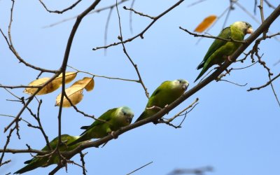 Gray-cheeked Parakeets lined up on a branch