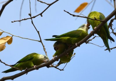 It looks like one Gray-cheeked Parakeet is feeding another--are they offspring and parent?