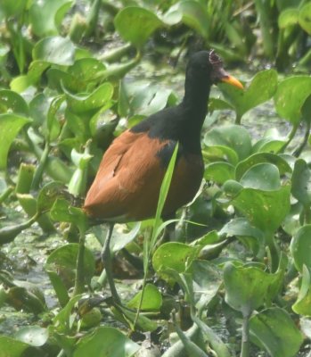 We rode in the van to another part of the reserve where we saw this Wattled Jacana.