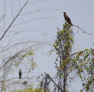 Savanna Hawk in the foreground and possible Snail Kite in the background