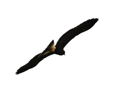 Snail Kite soaring overhead has a white rump band