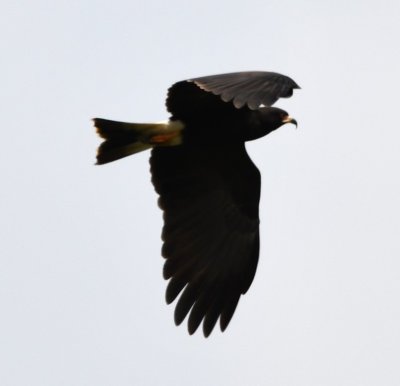 Snail Kite with its hooked bill for retrieving snails from their shells