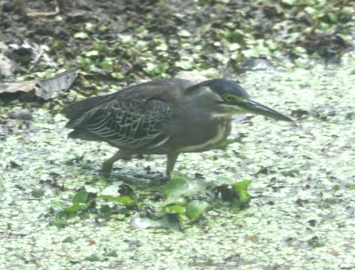 Striated Heron in a pond at the side of the road
(taken through the van window)