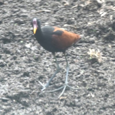 Wattled Jacana
(also through van window)