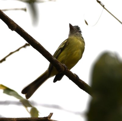 Yellow-olive Flycatcher