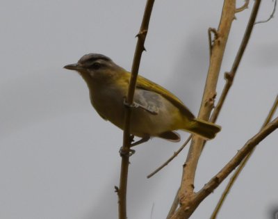 Chivi Vireo (variety of Red-eyed Vireo)