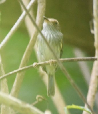 Scale-crested Pygmy-Tyrant