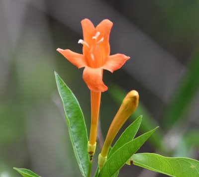 Orange flower