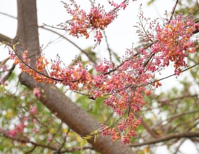 Orange and pink flowers