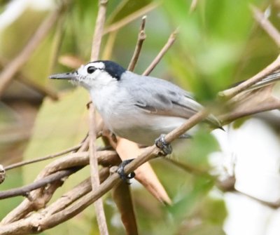 Tropical Gnatcatcher?