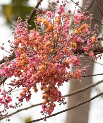 Orange and pink flowers