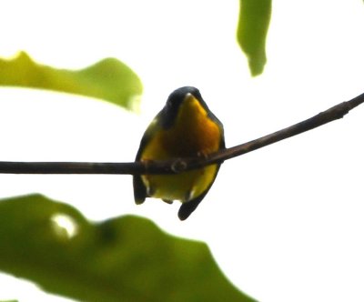 Tropical Parula