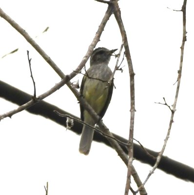 Pacific Elaenia