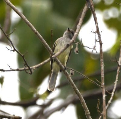 Pacific Elaenia?