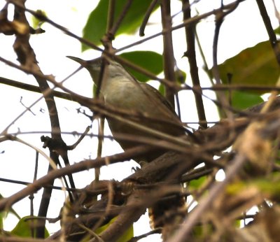 Superciliated Wren