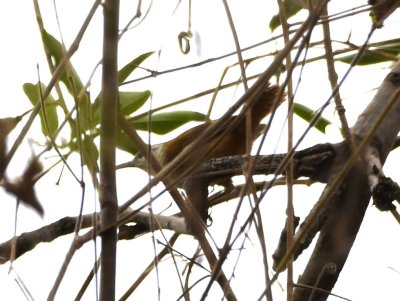 Superciliated Wren