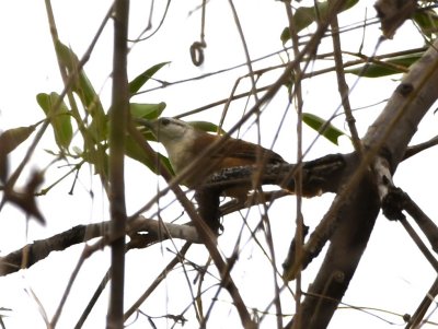 Superciliated Wren