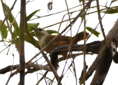 Superciliated Wren