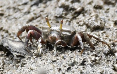 Crab in the mud of the mangrove