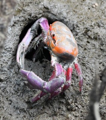 Mangrove Ghost Crab