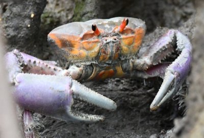 Mangrove Ghost Crab at its hole