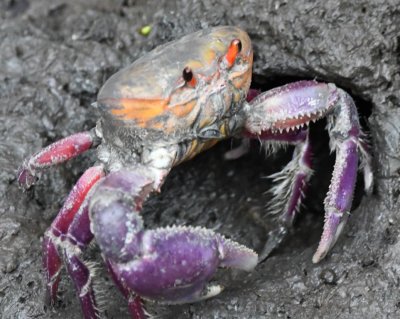 Mangrove Ghost Crab