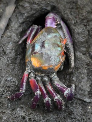 Mangrove Ghost Crab