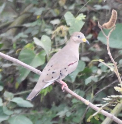 Croaking Ground-Dove