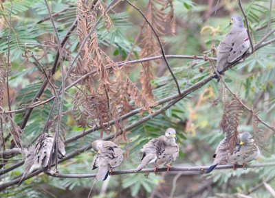 Five Croaking Ground-Doves roosting together