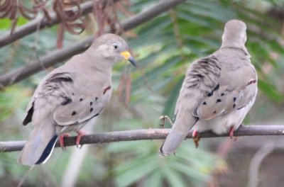 Croaking Ground-Doves