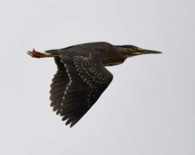 Striated Heron