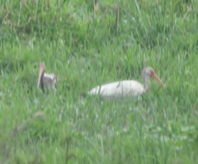 White Ibis near the Limpkin