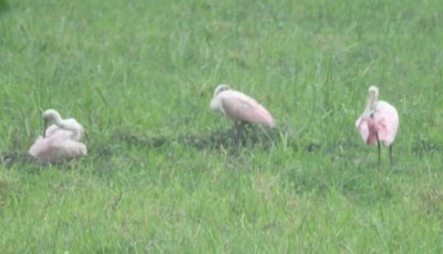 Roseate Spoonbills in the distance near the limpkin