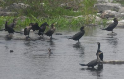 Neotropic Cormorants