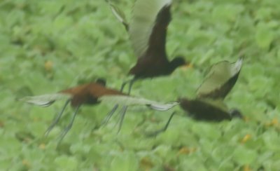 Wattled Jacanas through the van window showing the yellow on their wings in flight