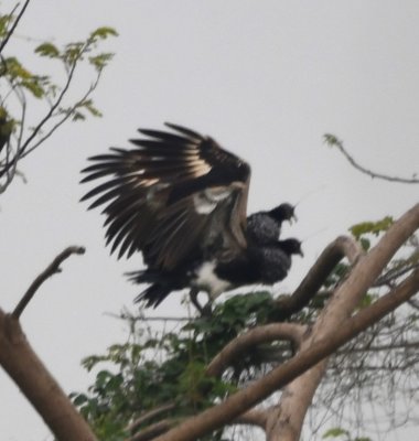 Horned Screamers mating