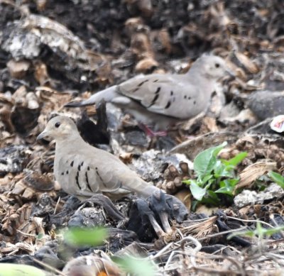 Ecuadorian Ground-Doves