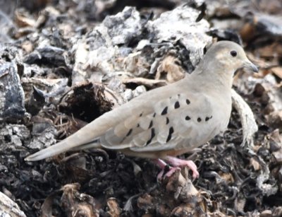 Ecuadorian Ground-Dove