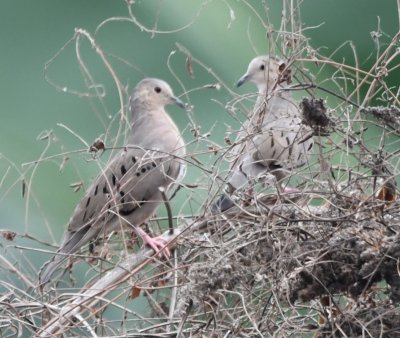 Ecuadorian Ground-Doves