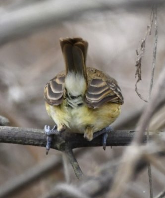 Tawny-crowned Pygmy-Tyrant