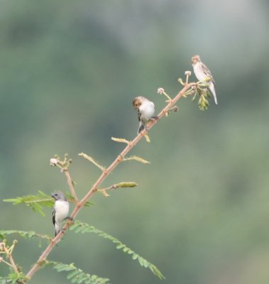 Chestnut-throated Seedeaters--male and two young or female