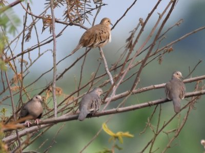 Female (brown) and three male Ecuadorian Ground-Doves