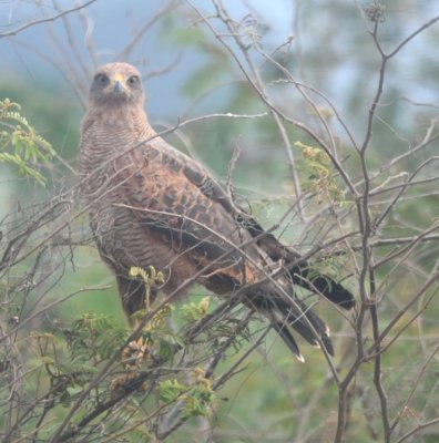 We backtracked to get back to the highway and got better looks at this Savanna Hawk.