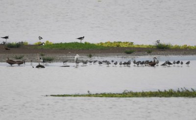 Black-necked Stilts, Lesser Yellowlegs, White-cheeked Pintails, Snowy Egret, sandpipers