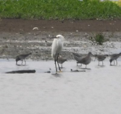Closer look at the distant Snowy Egret, with Lesser Yellowlegs, in a distant pond