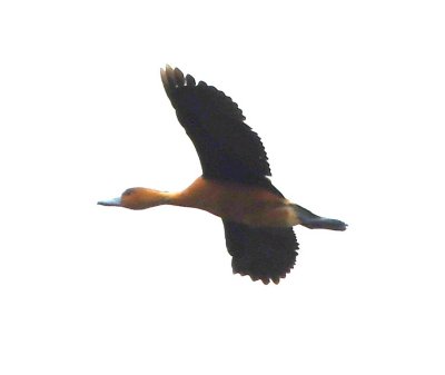 Fulvous Whistling Duck in flight
