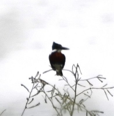 This Female Green Kingfisher flew up to a small tree at the edge of the pond as we left the reserve.